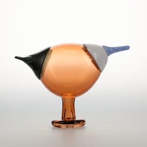 Birds Blue Magpie セビリアオレンジ 0071