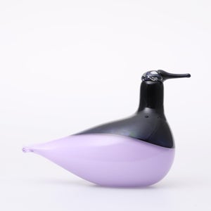 Birds Oriol ライトライラック 0052