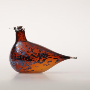 Birds Pekkasiini コッパーブラウン 0037