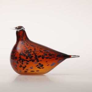 Birds Pekkasiini コッパーブラウン 0046