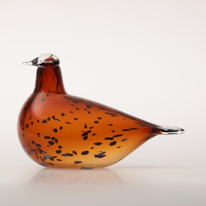 Birds Pekkasiini コッパーブラウン 0078