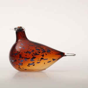 Birds Pekkasiini コッパーブラウン 0159