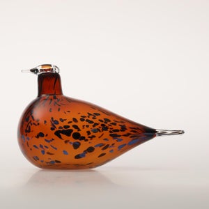 Birds Pekkasiini コッパーブラウン 0178