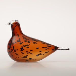 Birds Pekkasiini コッパーブラウン 0217