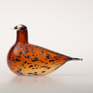 Birds Pekkasiini コッパーブラウン 0255