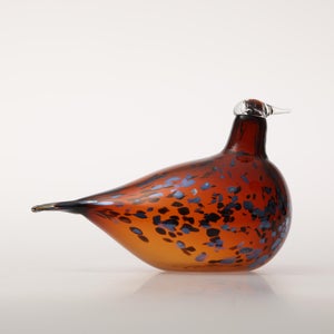 Birds Pekkasiini コッパーブラウン 0055