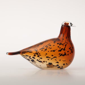 Birds Pekkasiini コッパーブラウン 0067