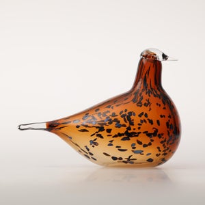 Birds Pekkasiini コッパーブラウン 0070