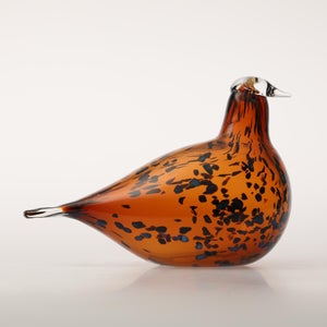 Birds Pekkasiini コッパーブラウン 0076