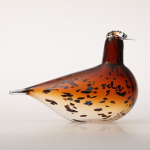 Birds Pekkasiini コッパーブラウン 0202