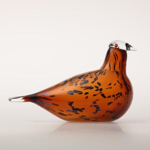 Birds Pekkasiini コッパーブラウン 0215