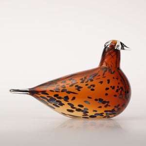 Birds Pekkasiini コッパーブラウン 0248