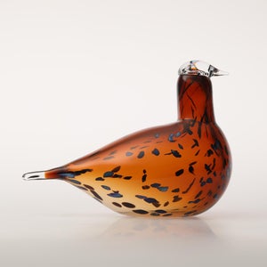 Birds Pekkasiini コッパーブラウン 0250