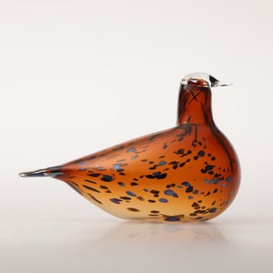 Birds Pekkasiini コッパーブラウン 0255