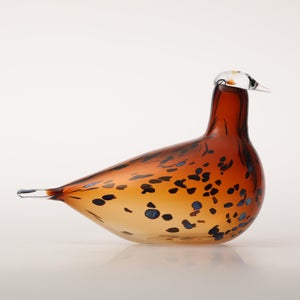 Birds Pekkasiini コッパーブラウン 0256