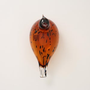 Birds Pekkasiini コッパーブラウン 0071