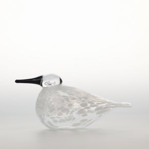 Birds Snow Finch 0004