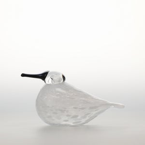 Birds Snow Finch 0005