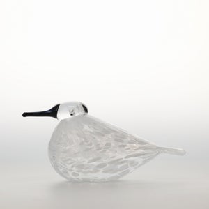 Birds Snow Finch 0007