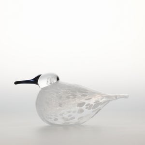 Birds Snow Finch 0008