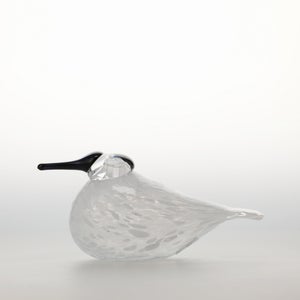 Birds Snow Finch 0009