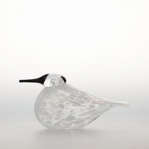 Birds Snow Finch 0010