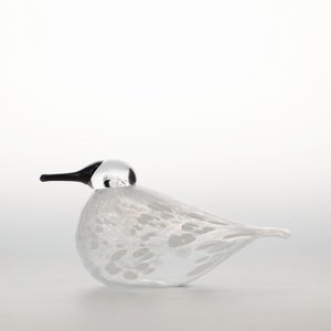 Birds Snow Finch 0012