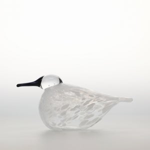 Birds Snow Finch 0013