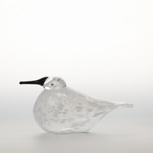 Birds Snow Finch 0015