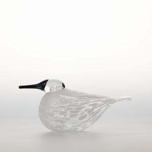 Birds Snow Finch 0016