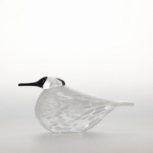 Birds Snow Finch 0018