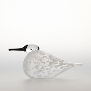 Birds Snow Finch 0019