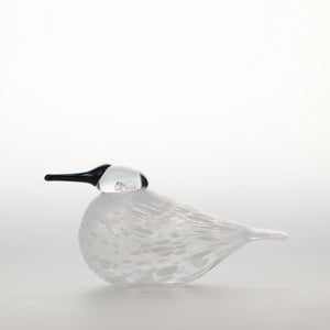 Birds Snow Finch 0020