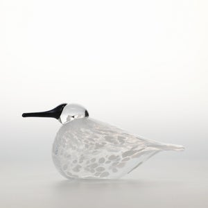 Birds Snow Finch 0021