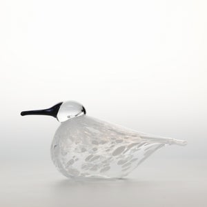 Birds Snow Finch 0022