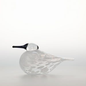 Birds Snow Finch 0023