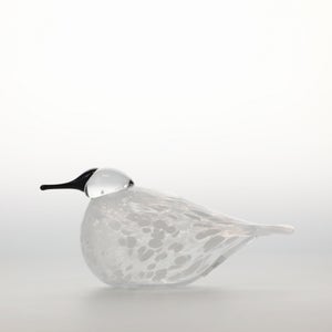 Birds Snow Finch 0024