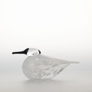 Birds Snow Finch 0025