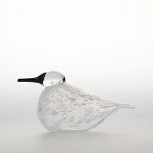 Birds Snow Finch 0026