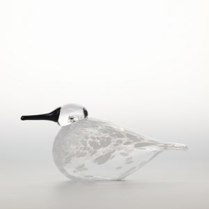 Birds Snow Finch 0027