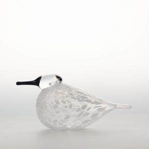 Birds Snow Finch 0029