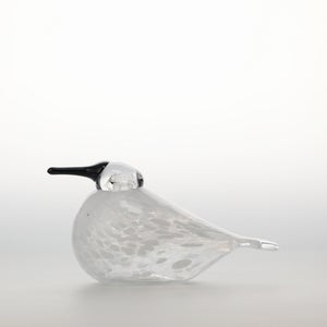 Birds Snow Finch 0030