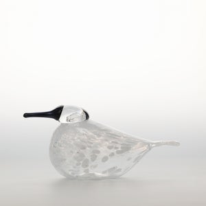 Birds Snow Finch 0031