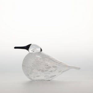 Birds Snow Finch 0032