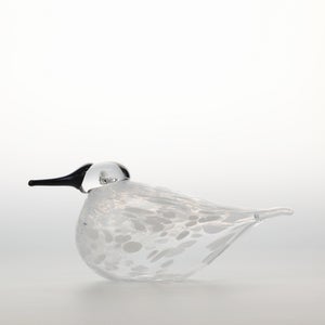 Birds Snow Finch 0033