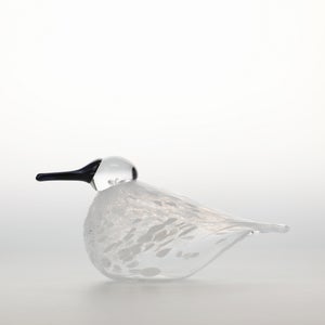 Birds Snow Finch 0034