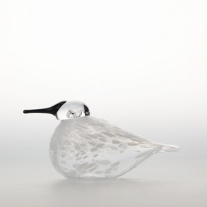 Birds Snow Finch 0035