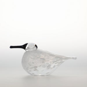 Birds Snow Finch 0036