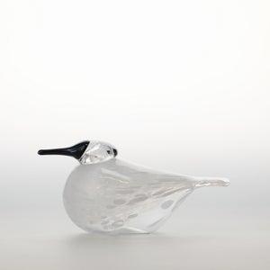 Birds Snow Finch 0037