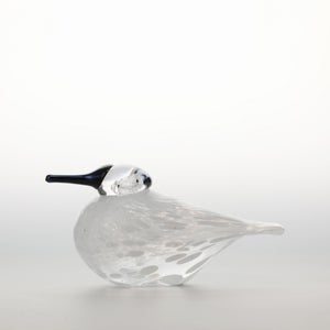 Birds Snow Finch 0038